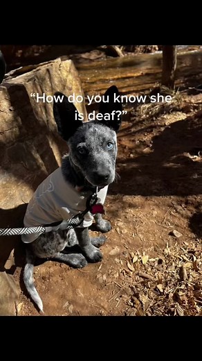 Training a Deaf Dog: Myla's Journey with Sign Language