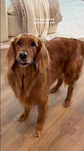 Needy, loving, girly swirly dirly pup energy #goldenretriever #dogs