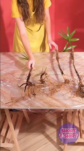 How to revive dying palm tree🌴Easy gardening at home🏡