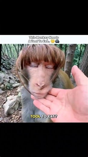 Capuchin Monkeys Needs A Tool To Eat 😳 #animalfacts