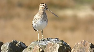 38K views · 1.4K reactions | Common snipe (Gallinago gallinago) | BIRDS & Nature | Facebook