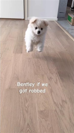 I would be so scared 😦🥹❤️ #bentley #puppy #puppylife #cute #minipuppy