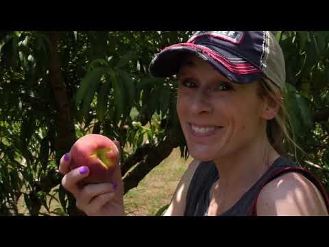 This Peach Orchard Boasts 1000 Trees (FarmHer S4 EP20)