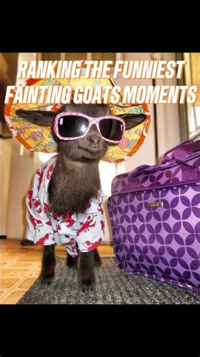 TOP 8 FAINTING GOATS MOMENTS🐐🤣