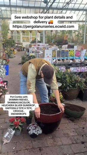 #add WEBSHOP https://pergolanurseries.ecwid.com POT COMBO that will last for years with SKIMMIA “REEVES”, SKIMMIA “BICOLOR” HEUCHERA “SILVER GUMDROP “, DAFFODILS “TETE A TETE”, CROCUS , SNOWDROPS Planting time is from now . Available in WEBSHOP https://pergolanurseries.ecwid.com ALL IRELAND DELIVERY 🚚 32 Counties Pergola Nurseries Garden Corner, Virginia, Co Cavan “A gardeners oasis of quality plants “ Open Tuesday to Saturday 10.3-5 Open Sundays 2-5 #fyp #grow #garden #gardening | Pergola Nurs