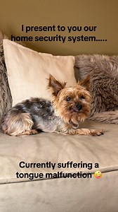 30K views · 722 reactions | This is our miniature Yorkshire terrier “Pip” and he will lick you silly.  #dogsoffacebook #homesecurity | The Savvy Reviews | Facebook