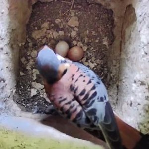 🏠✨ Exciting news from our American Kestrel nesting box research program! We now have 18 active boxes across Vermont and New Hampshire - from South Hero to Quechee to Rutland! 📍 Three boxes installed just this winter are already showing amazing success, with pairs actively incubating eggs. Most boxes have full clutches of 5 eggs, and our camera-equipped box in Strafford is giving us incredible real-time footage of the nesting process! 📹🥚 | Vermont Institute of Natural Science (VINS)
