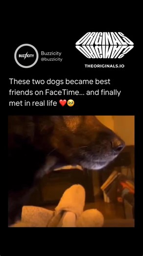 @buzzicity on Instagram: "- The video depicts two dogs—a black German Shepherd mix and a blue-eyed Husky—forming an excited bond via FaceTime screen interactions before their joyful in-person reunion, marked by playful wrestling and mutual sniffing. - Canine social cognition research, such as a 2013 Behavioural Processes study on dogs distinguishing familiar faces visually, supports how these animals likely recognized each other remotely, fostering genuine anticipation. - Shared by @Yoda4ever, a