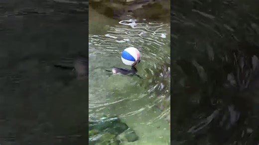 Penguins play football in a fun water pool session
