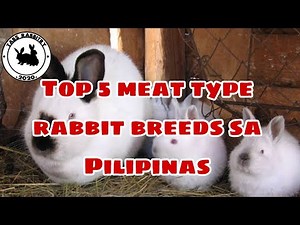 TOP 5 meat type rabbit used in the Philippines | rabbit farming Philippines | RABBIT FARMING