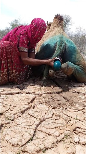 نورٌ يلمع في الصحراء وبرودةٌ تهرب من بين اليدين 🐪✨❄️