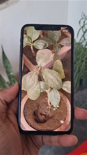 Iphone X Camera Test 🔥