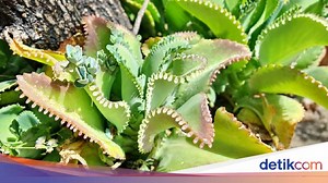 Guys, Ketahui Perbedaan Perkembangbiakan Generatif dan Vegetatif Tumbuhan