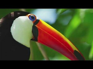 Bird Sounds - Toucan Bird - The Sounds of The Toucan in Iguazu National Park