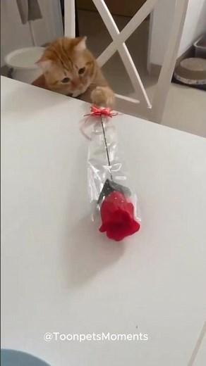 Cats’ Funniest Silly Moments 🐱✨ | Cute Cartoon Transformation & Adorable Feline Fails