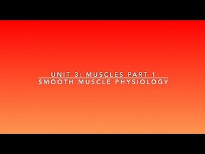 Smooth Muscle Physiology | Lime the Tutor | Premed Anatomy and Physiology