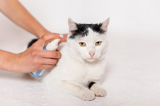Homemade Flea Spray for Cats: 6 Vet-Reviewed Recipes | Hepper Pet Resources