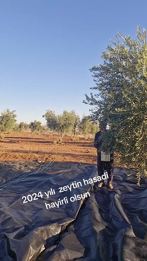 Pruning Young Olive Trees for Optimal Growth