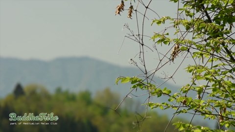 Tranquil nature meditation: Calming ambient music & serene forest scenery for deep relaxation