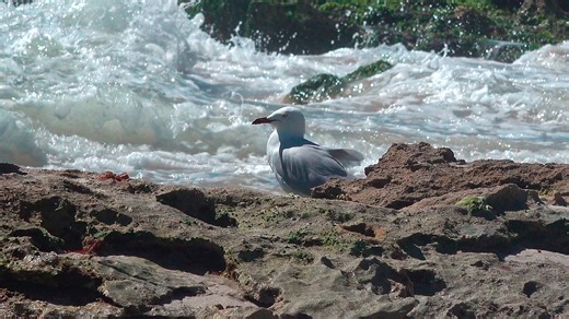 Seagull, Bird, Sea. Free Stock Video