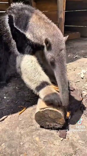 gaint anteater