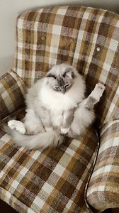 This is my Ragdoll cat, Trigg, in the Spring of 2022 - my iPhone put this together. Trigg was 12.5 years old in this video. | Floppycats