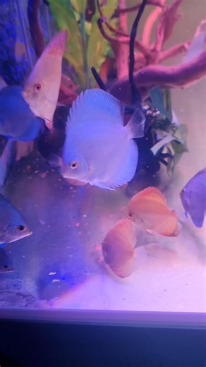 1.4K views · 13 reactions | Some of our new young discus, they a good 6cm, some larger, blues are looking especially nice. Please call the store for any questions or better still pop in for a look Open till 5.30pm today | East Lothian Aquatics | Facebook