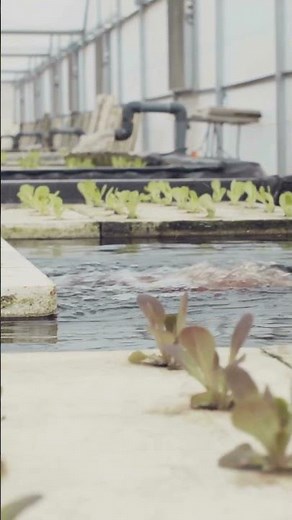 Sistema Floating - Hidroponia