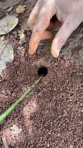 654K views · 5.4K reactions | New Content For 2024 - Skills man finding crickets for yummy food | NaturalLife IQ | Facebook