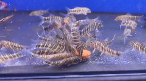 2.5K views · 29 reactions | 煉煉煉煉煉Zebra Loach (Botia striata)煉煉煉煉煉...