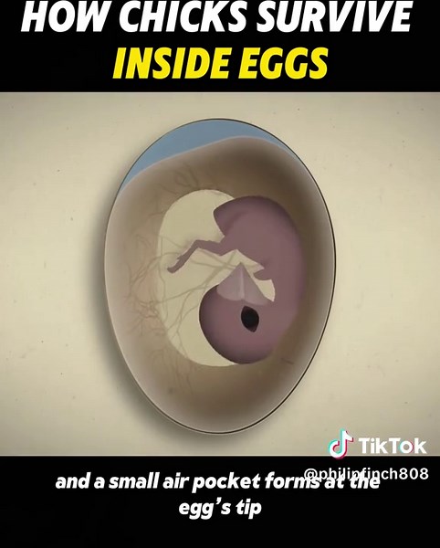How Chicks Survive Inside Eggs: Science Explained