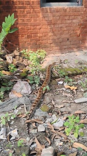 Python snake video|| Dangerous python in watch live video 🤫✌️ #shortvideo #wildlife