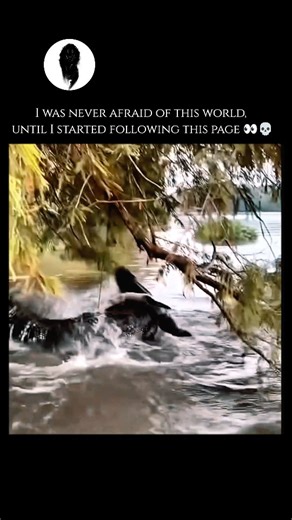 WeirdlyWild | Crocodiles are formidable apex predators that have remained largely unchanged for millions of years, earning them the title of "living... | Instagram