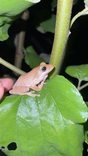 Impossible Not to Laugh at These Funny Frogs