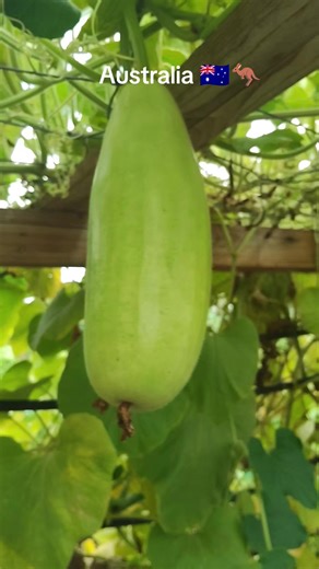 Explore Australia's Vibrant Vegetable Farm