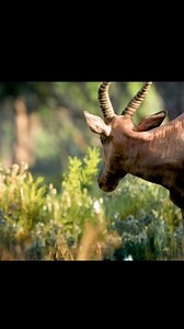 127K views · 3.4K reactions | Simba and his friends Timon and Pumba very funny guys #fypシ゚viralシfypシ゚viralシalシ #fypシ #fypシ゚ #viralchallenge #thelionking #mufasa #happiness #simba | SM Global Prince Film Production | Facebook