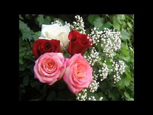 My Lovely Rose of Clare - The New Barleycorn