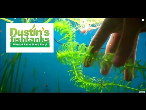 How to grow anacharis elodea: Elodea Species Sunday's