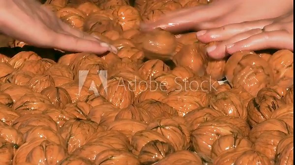 Preparing Walnuts for Processing; Workers select harvested walnuts on a conveyor belt
