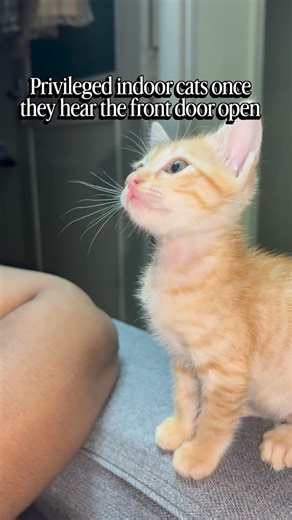 Laila & Bunty on Instagram: "Enduku? Why? Kaiku? #cat #kitten #catmom"