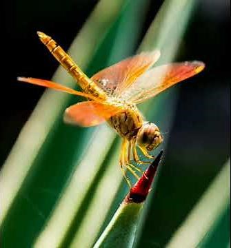 Dragonfly Sound Effect