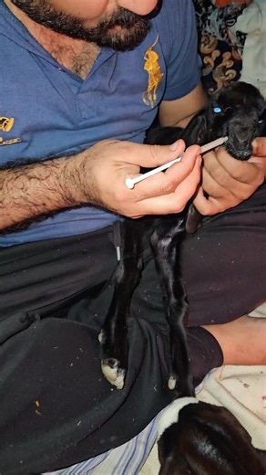 Cute Goat Baby Feeding Tips and Techniques