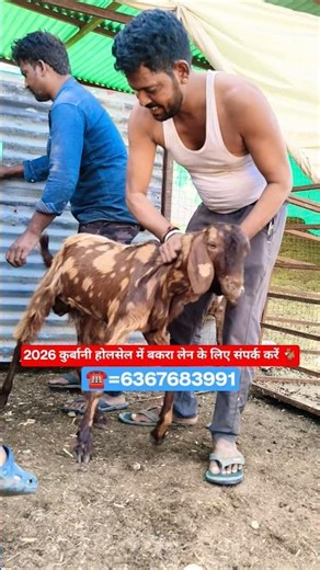 #shorts#goat#trending#viralshort#explore#farming#goatfarming#viral#afternoon#goa#reels#gym#fun#night