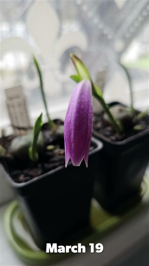 Two weeks in a Pleione's life.