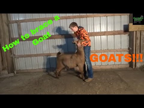 How To Brace a Goat
