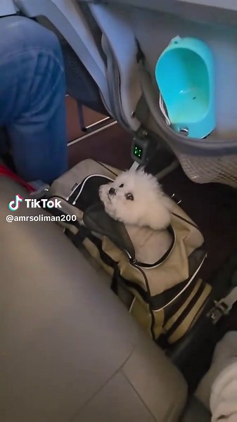 Cute puppy video: adorable puppy moments compilation
