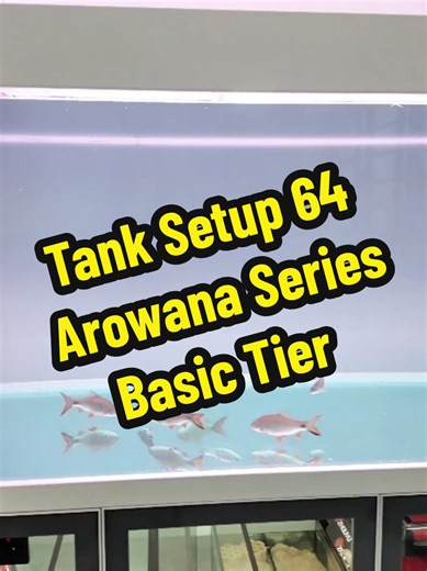 Arowana Series Basic Tier 5ft Fish Tank in White