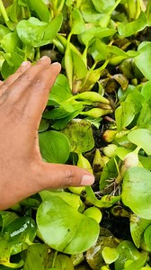 Invasive Northern snakehead | Fishy Story