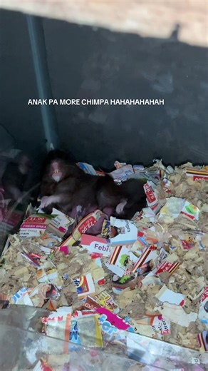 #fyppppppppppppppppppppppp #hamsters