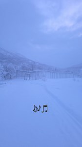 🤩🤩🤩🤩 | POLAR PARK Arctic Wildlife Centre